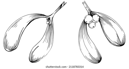Mistletoe sketch drawing illustration. Carob tree nature engraved style illustration. Detailed plants product. The best for design logo, menu, label, icon, stamp.