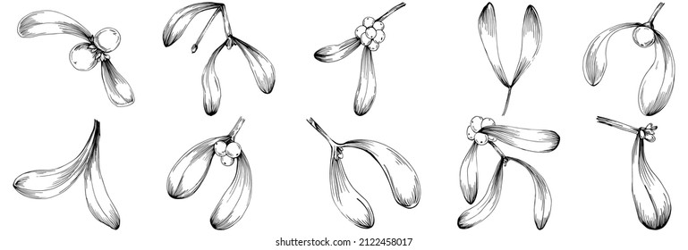 Mistletoe sketch drawing illustration. Carob tree nature engraved style illustration. Detailed plants product. The best for design logo, menu, label, icon, stamp.