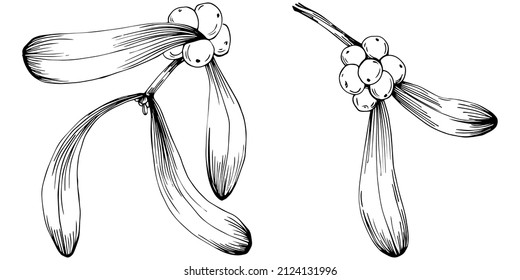 Mistletoe sketch drawing illustration. Carob tree nature engraved style illustration. Detailed plants product. The best for design logo, menu, label, icon, stamp.