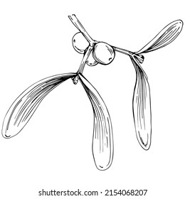 Mistletoe sketch drawing illustration. Carob tree nature engraved style illustration. Detailed plants product. The best for design logo, menu, label, icon, stamp.