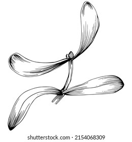 Mistletoe sketch drawing illustration. Carob tree nature engraved style illustration. Detailed plants product. The best for design logo, menu, label, icon, stamp.