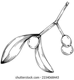 Mistletoe sketch drawing illustration. Carob tree nature engraved style illustration. Detailed plants product. The best for design logo, menu, label, icon, stamp.