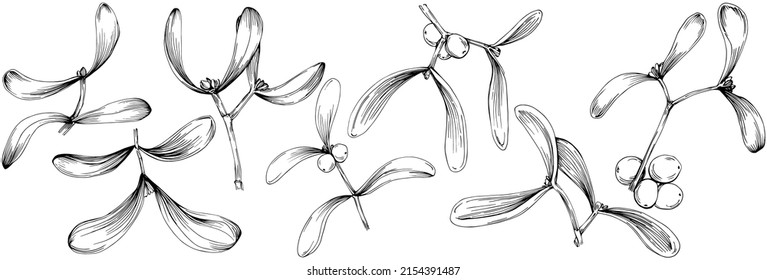 Mistletoe sketch drawing illustration. Carob tree nature engraved style illustration. Detailed plants product. The best for design logo, menu, label, icon, stamp.