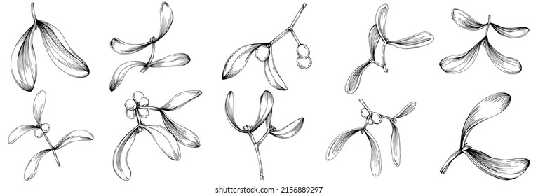 Mistletoe Zeichnung Illustration. Karob Baum Natur graviert Stilgrafik. Detaillierte Pflanzenerzeugnisse. Das Beste für Design-Logo, Menü, Label, Icon, Stempel.