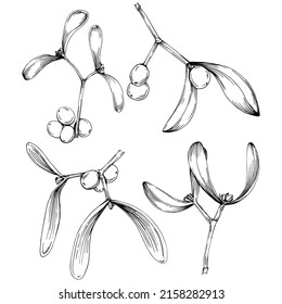 Mistletoe sketch drawing illustration. Carob tree nature engraved style illustration. Detailed plants product. The best for design logo, menu, label, icon, stamp.