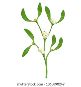 Mistletoe Хmas sprig vector illustration. Christmas traditional decoration twig with green leaves, holiday celebration symbol.