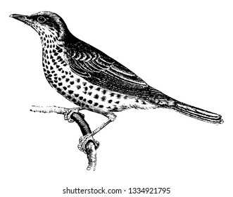 Mistletoe Thrush is ordinarily plain black or brown, vintage line drawing or engraving illustration.