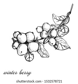 Sweet Pea Vector Illustration Black White Stock Vector (Royalty Free ...