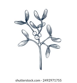 Ramita de muérdago botánico dibujado a mano Ilustración vectorial aislada. Plantilla de boceto de muérdago para invitación de Navidades de diseño de tarjetas, embalaje, etiqueta, cartel, fiesta, decoración de vacaciones. Anuncio estilo grabado