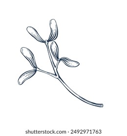 Mistletoe twig botanical hand drawn Isolated vector illustration. Mistletoe sketch template for card design Christmas invitation, packaging, label, poster, party, holiday decor. Engraving style banner