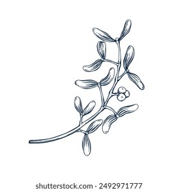 Mistletoe twig botanical hand drawn Isolated vector illustration. Mistletoe sketch template for card design Christmas invitation, packaging, label, poster, party, holiday decor. Engraving style banner