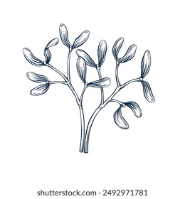 Mistletoe twig botanical hand drawn Isolated vector illustration. Mistletoe sketch template for card design Christmas invitation, packaging, label, poster, party, holiday decor. Engraving style banner