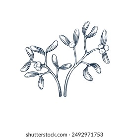 Mistletoe twig set. Botanical hand drawn Isolated vector illustration. Mistletoe sketch template for card design Christmas invitation, poster, party, holiday decor. Engraving style collection