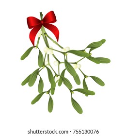 Mistletoe. Vector illustration of mistletoe sprig with red bow isolated on white background for Christmas cards and decorative design. 