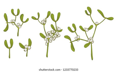 Mistletoe. Vector set of mistletoe sprig isolated on white background for Christmas cards and decorative design.