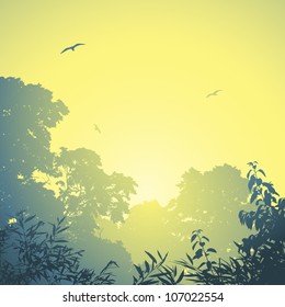A Misty Forest Landscape with Trees and Sunset, Sunrise