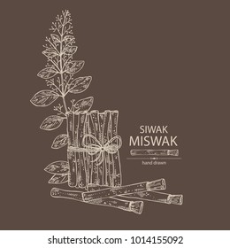 Miswak, siwak: natural toothbrush, plant, branch and leaves. Vector hand drawn illustration.