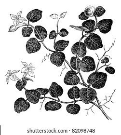 Mitchelle rampant (Mitchell repens), vintage engraved illustration. Trousset encyclopedia (1886 - 1891).