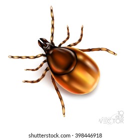 Mite, female, insect