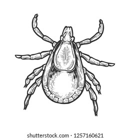 Ilustración vectorial de grabado de insectos. Imitación del estilo de pizarra. Imagen dibujada a mano en blanco y negro.