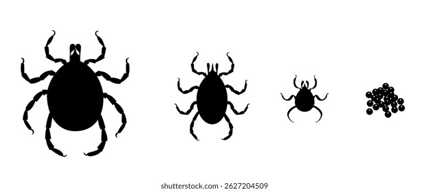 Mite life cycle showing growth stages from egg to adult