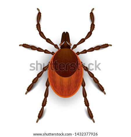 Mite parasites. Tick parasite. Acarus. Acarid. Vector illustration isolated on white background.