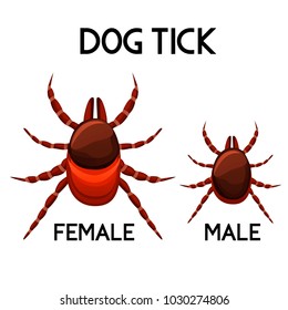 Mite vector set. Tick male and female. Pet parasite isolated on white background. Vector illustration