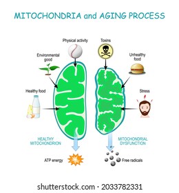 Mitocondria y proceso de envejecimiento. Mitochondrion saludable son productos de energía Atp, organelos celulares con disfunción de productos de radicales libres.