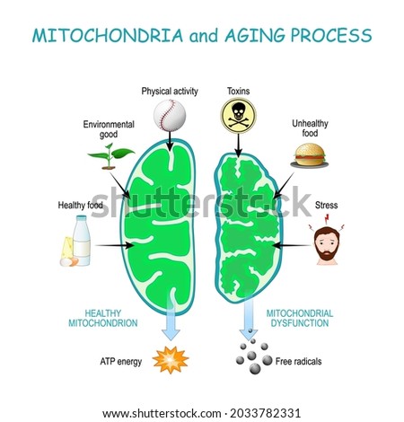 Mitochondria and aging process. Healthy Mitochondrion are produce of Atp energy, cell organelles with Dysfunction produce of Free radicals.