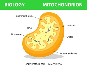 Mitochondria. Biology education diagram.