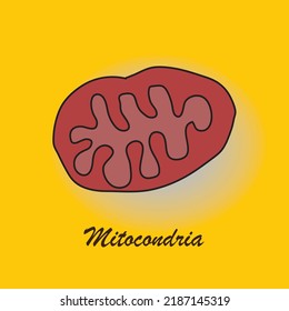 Mitochondria Cell Organelle Vector Illustration.