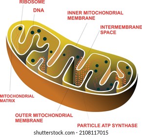 907 Cellular Organelles Images, Stock Photos & Vectors | Shutterstock