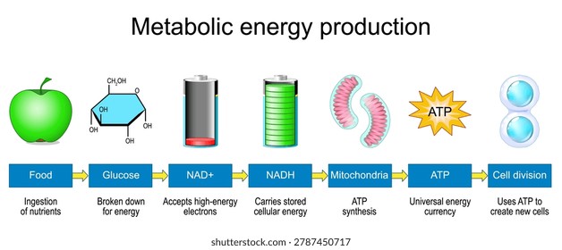 Mitochondria convert nutrients into cellular energy through NAD+ NADH cycle. NADH, NAD and Cellular energy production from food to ATP. Anti-aging research. Vector illustration. Medical poster. Schematic diagram. infographic