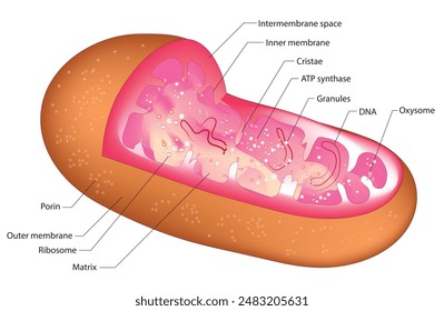 Mitochondria have a double membrane structure. The outer membrane is smooth, while the inner membrane is highly folded into structures called cristae. (3D Mitochondria diagram)