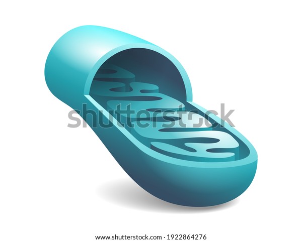 Mitochondria Icon 3d Style Slice Ctructure Stock Vector Royalty Free 1922864276 9285