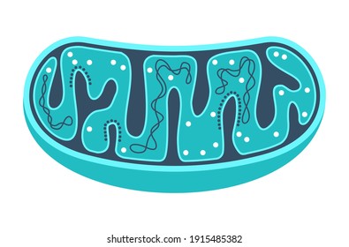 Mitochondria icon - slice with ctructure and components of mitochondrion. Vector illustration