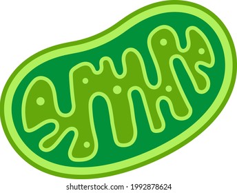 A mitochondria isolated vector illustration.