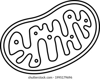 A mitochondria isolated vector illustration.