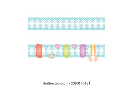 Mitochondria Membranes Structure Scientific Design. Vector Illustration.