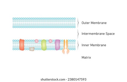 Mitochondria Membranes Structure Scientific Design. Vector Illustration.