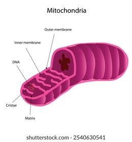 Mitocôndrias, A membrana externa envolve o espaço intermembrana, enquanto a membrana interna envolve a matriz.