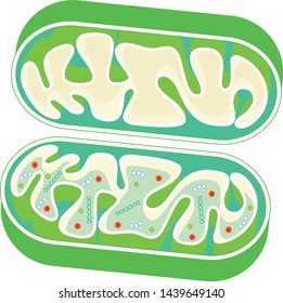 Mitochondria sectional view cell gene DNA structure illustration icon