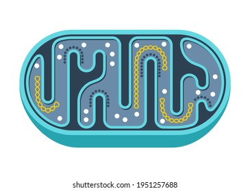 Mitochondria simple icon - slice with structure and components of mitochondrion. Vector illustration