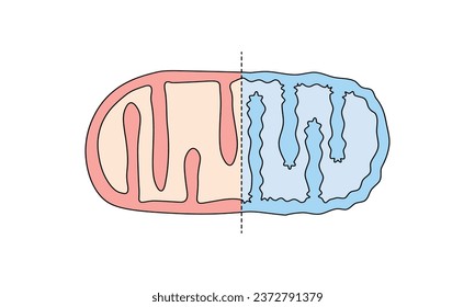 Mitochondria Structure in Aerobic and Anaerobic Respiration Scientific Design. Vector Illustration.