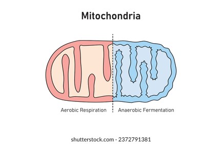 Mitochondria Structure in Aerobic and Anaerobic Respiration Scientific Design. Vector Illustration.