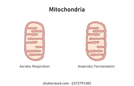 Mitochondria Structure in Aerobic and Anaerobic Respiration Scientific Design. Vector Illustration.