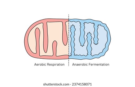 Mitochondria Structure in Aerobic and Anaerobic Respiration Scientific Design. Vector Illustration.