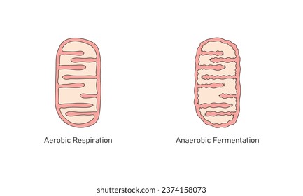 Mitochondria Structure in Aerobic and Anaerobic Respiration Scientific Design. Vector Illustration.