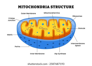 Mitochondria structure anatomy, labeled with cristae junction, membrane, dna, ribosome, granule, intermembrane space, atp synthase, porins, matrix, power plant of cell, diagram biology education.