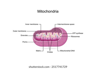 Estrutura mitocondrial. Anatomia do motocondrion. ATP sintase, Cristae, Ribossomas (mitoribossoma), Grânulo, Porinas, DNA, Matriz, membrana interna e externa. Ilustração vetorial educacional científica.